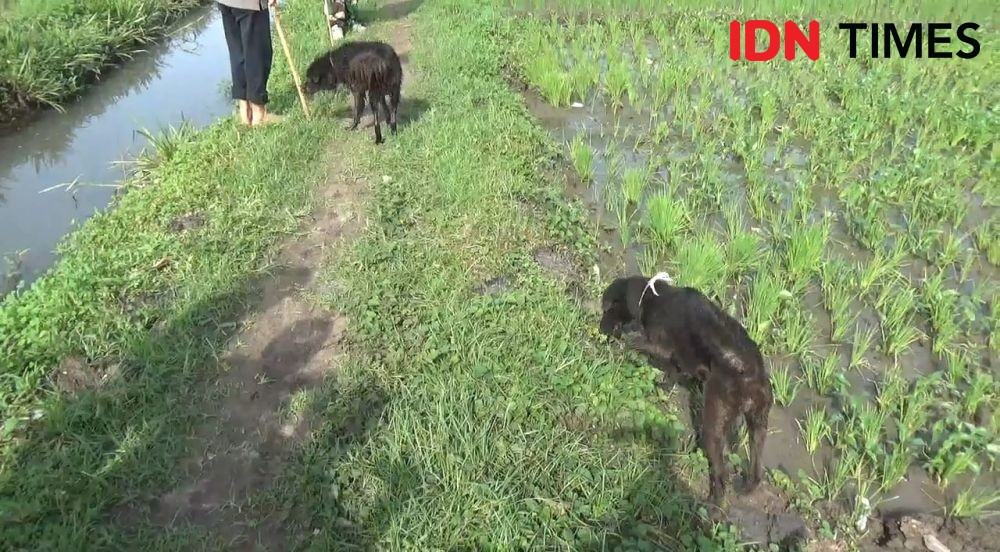 Terjunkan Anjing Pelacak, Petani Jombang Tangkap Ratusan Tikus
