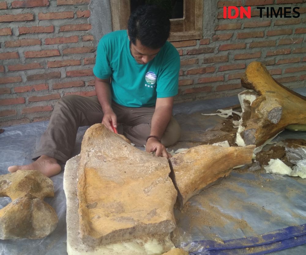 Arkeolog Angkat Fosil Pinggul Gajah Purba yang Lama Terkubur  