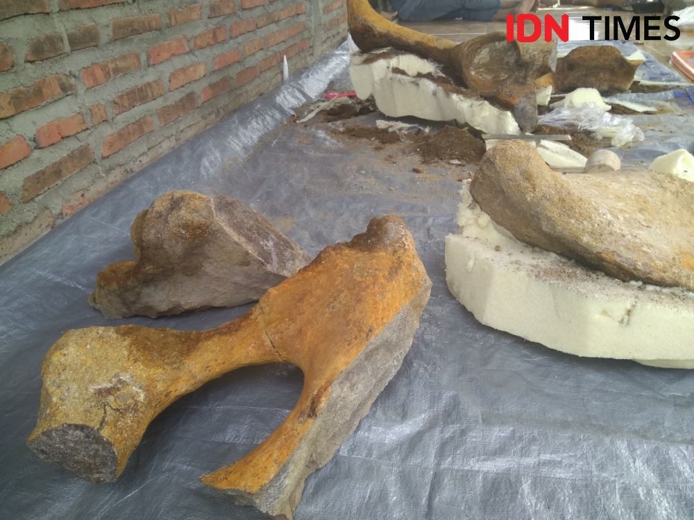 Arkeolog Angkat Fosil Pinggul Gajah Purba yang Lama Terkubur  