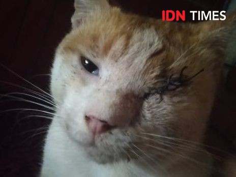 Kucing Ditembak hingga Matanya Buta di Cirebon, Pelaku Dipolisikan