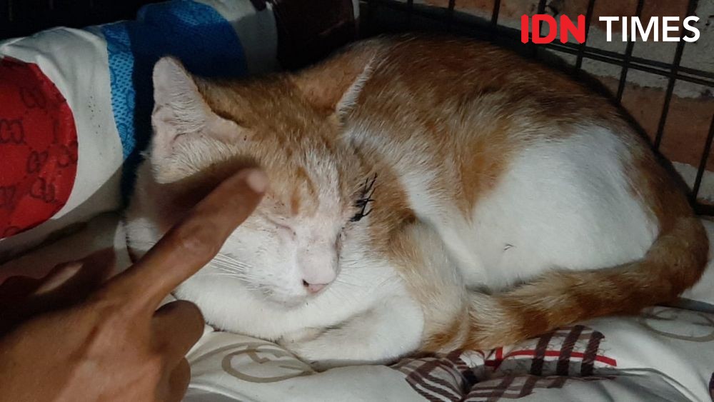 Kasus Penembakan Kucing, Animal Defenders: Hukum Penganiaya Hewan 