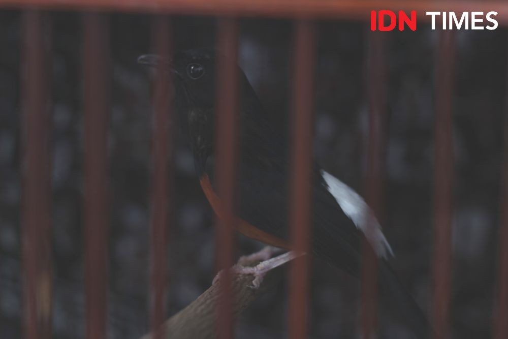 Sering Diajak Ngobrol, Burung Sangkuriang Raih Piala Gubernur Sumut