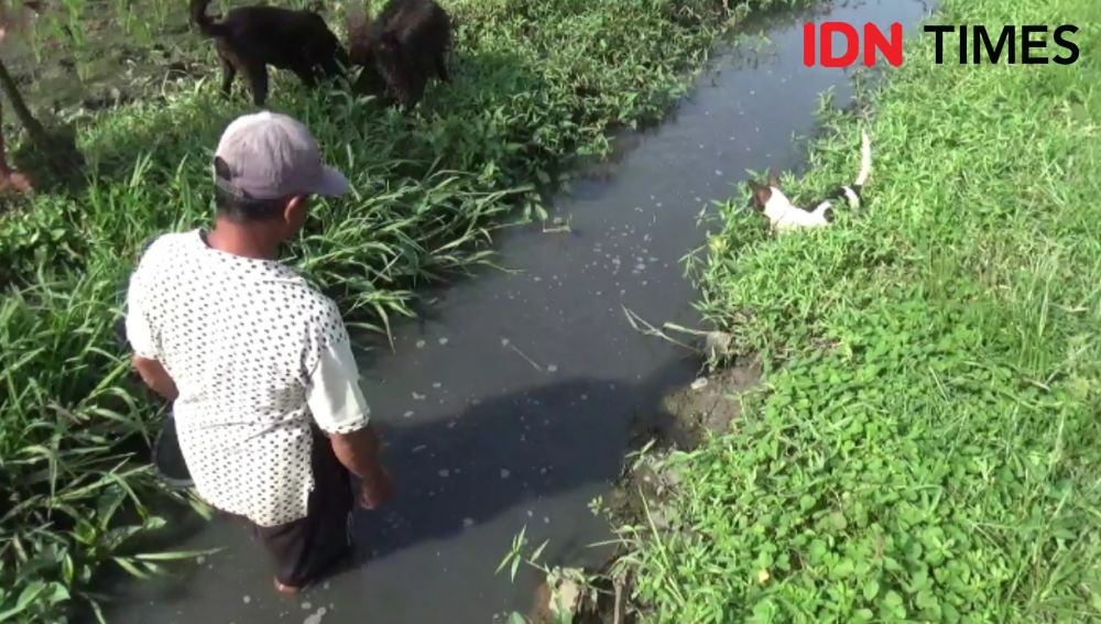 Terjunkan Anjing Pelacak, Petani Jombang Tangkap Ratusan Tikus