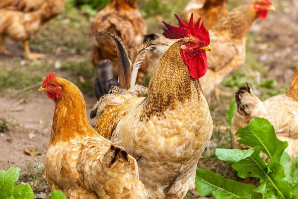 900 Gambar Hewan Ayam Yang Mudah Gratis