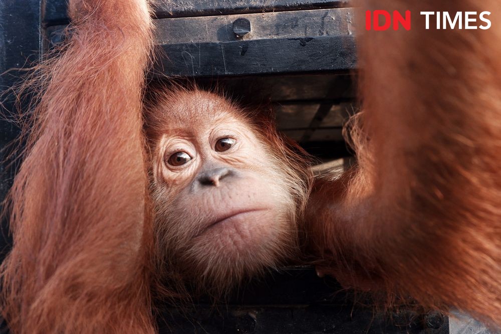 Vonis Satu Tahun Remaja Penjual Orangutan Tidak Berkeadilan Ekologi
