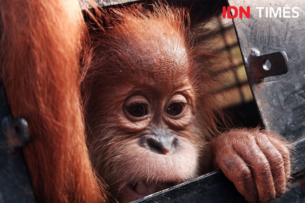 Selain Suap dan Kerangkeng, Bupati Terbit Tersangka Kasus Orangutan
