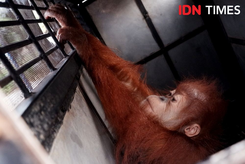 Orangutan Mati di Gayo Lues, Diduga Digigit Anjing dan Dipukul Pemburu