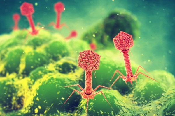 Tak Selalu Menimbulkan Penyakit 10 Virus Ini Malah Beri Dampak Baik