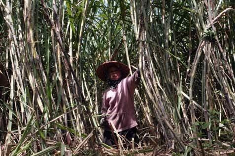 Polisi Madiun Selidiki Indikasi Penimbunan Gula oleh Petani Tebu