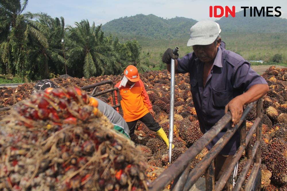 Harga TBS Sawit Rp600 Per Kg, Asosiasi Petani Ingatkan Potensi Resesi 