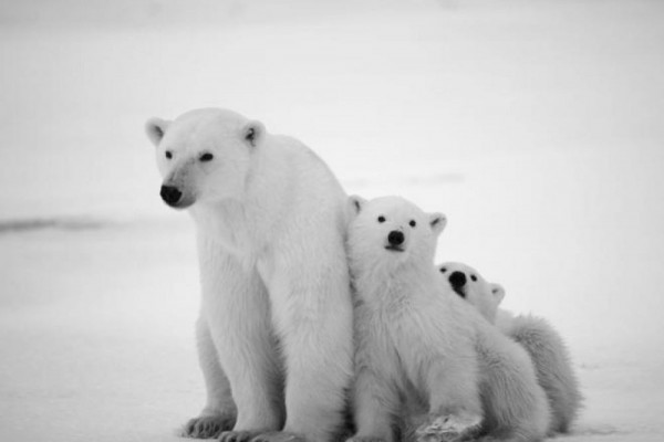 Mulai Menjadi Kanibal karena Ulah Manusia, Ini 10 Fakta Beruang Kutub