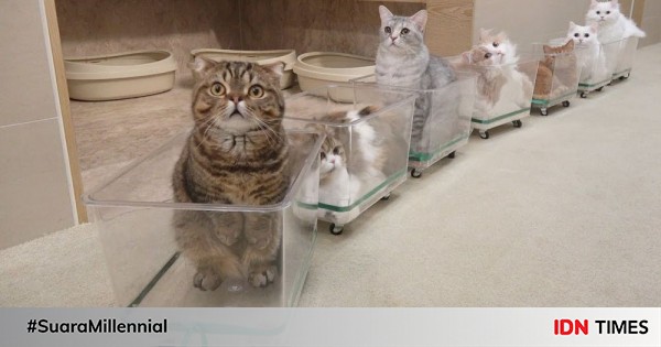 Yuk Kenalan Dengan 7 Kucing Super Gemas Dari Cream Heroes