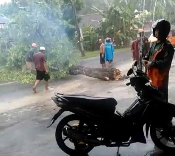 Di Bantul, Seorang Pengendara Motor Tabrak Pohon Tumbang 