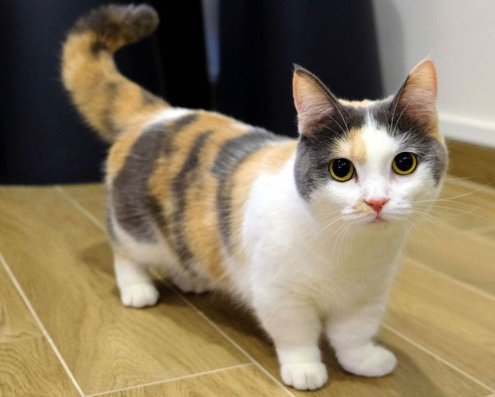 7 Ras Kucing  Ini Punya Kaki  yang Pendek Gak Kuat Imutnya