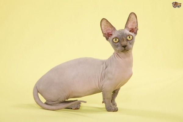 7 Ras Kucing Ini Punya Kaki yang Pendek, Gak Kuat Imutnya