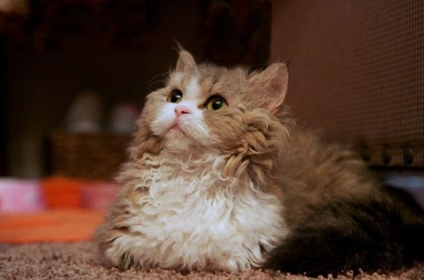 7 Ras Kucing Ini Punya Kaki yang Pendek, Gak Kuat Imutnya