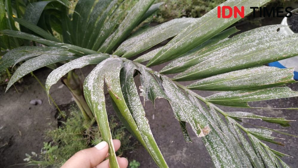 Gunung Merapi Erupsi, Solo, Boyolali, dan Sekitarnya Dilanda Hujan Abu