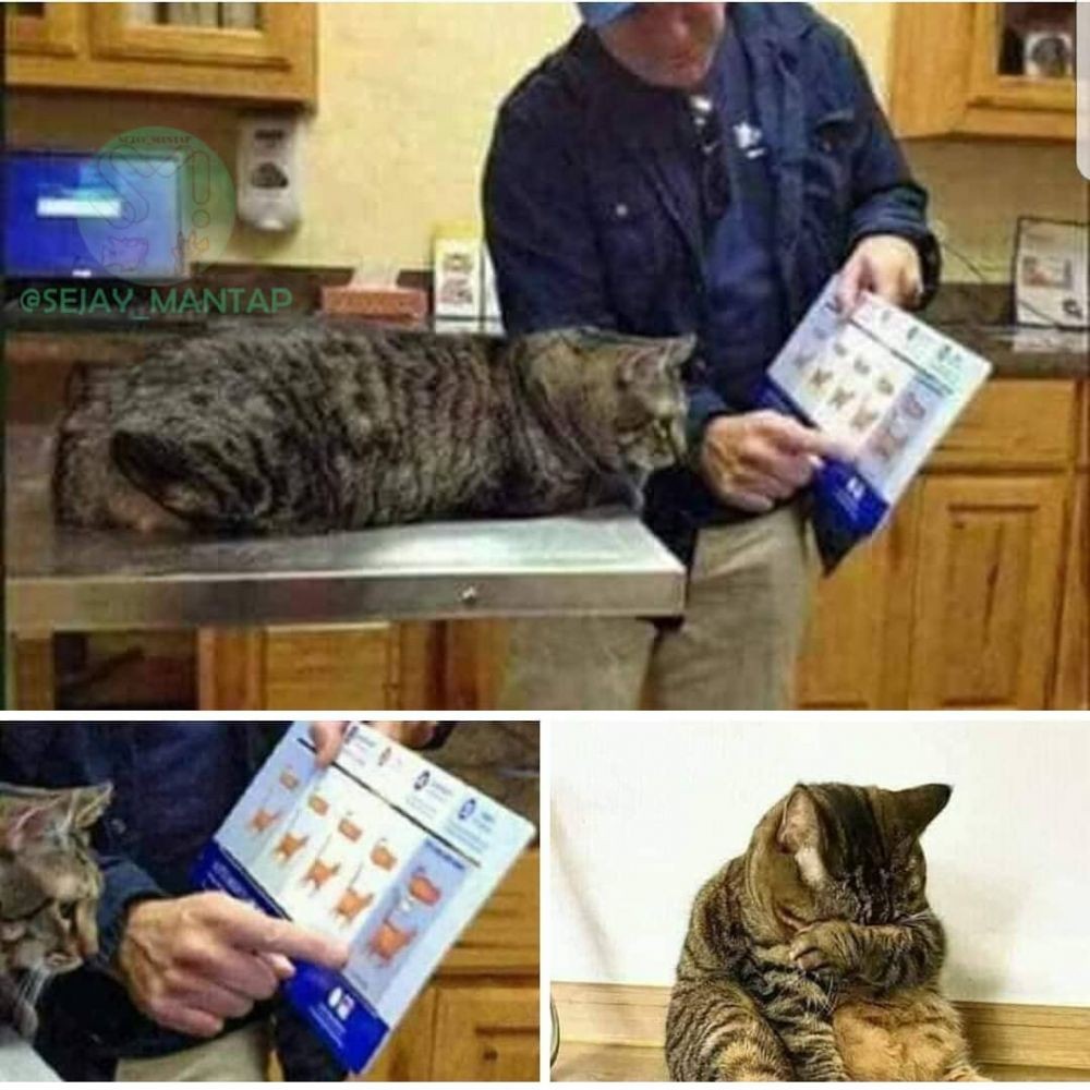 10 Meme Nasib Kucing Ini Lucu Banget