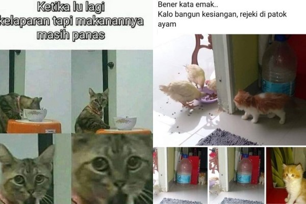 10 Meme Nasib Apes Kucing Ini Lucu Banget, Mau Ketawa tapi Kasihan
