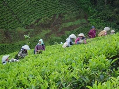 9 Fakta Menarik Kaligua Paguyangan Kebun Teh Tersembunyi Di Brebes