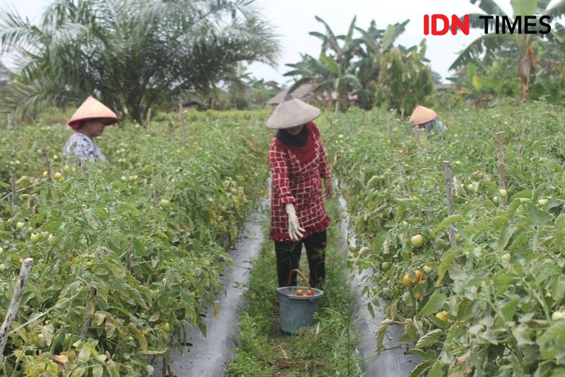Tomat Lampung Anjlok Rp600 per Kg, Akademisi Sarankan Lakukan Hal Ini