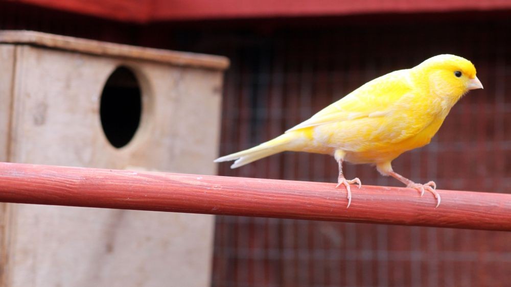 Mau Pelihara Burung Kenari? Pahami 7 Hal Penting Ini Dulu