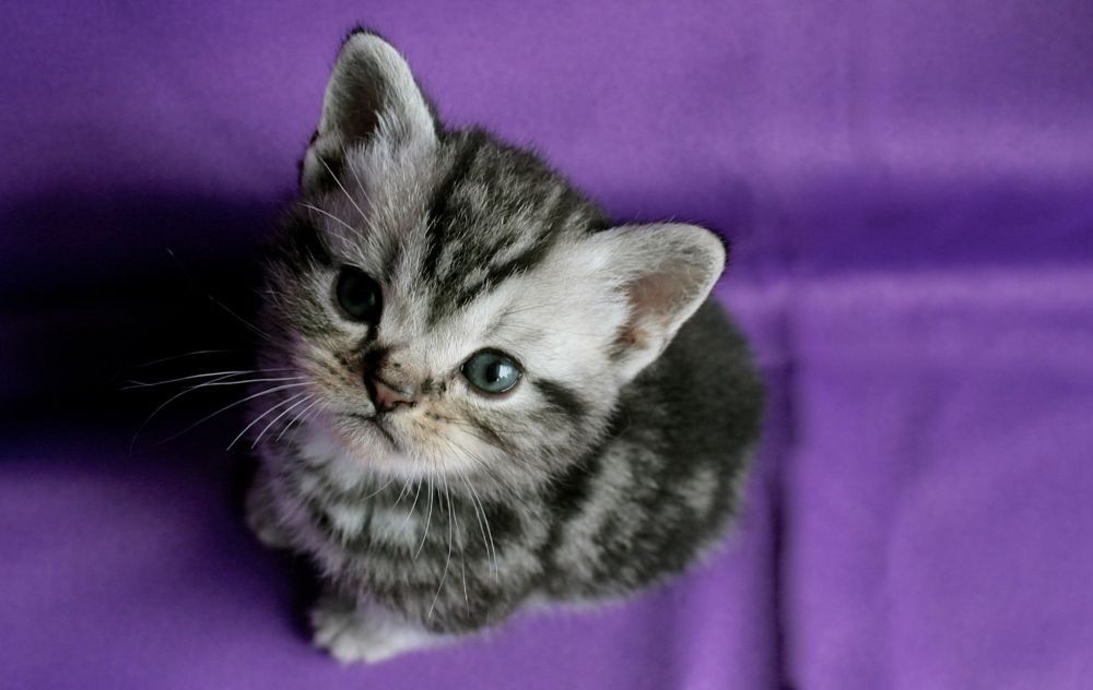Ini 15 Ras Kucing Yang Paling Imut Ketika Masih Bayi Gemas Maksimal