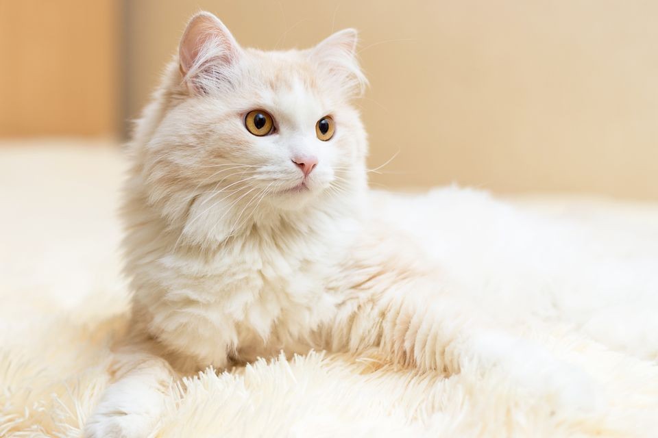10 Ras Kucing  dengan Bulu  Paling Lebat Nyaman Dipeluk