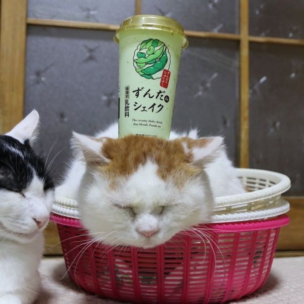 Mengenang Shiro, Kucing Tersantai di Dunia yang Baru saja Mati