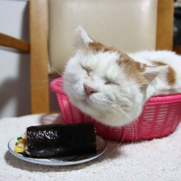 Mengenang Shiro, Kucing Tersantai di Dunia yang Baru saja Mati