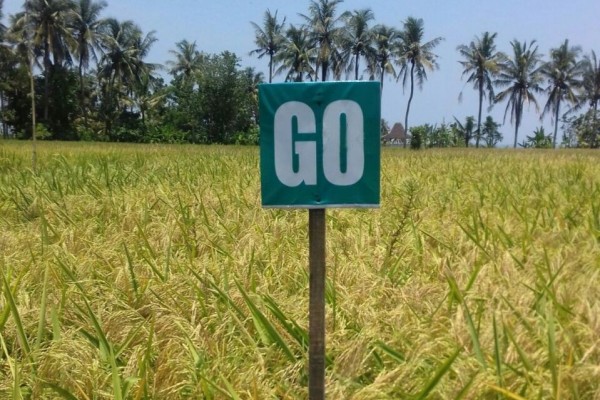 Tabanan Kembangkan Varietas Baru Beras Merah Cendana