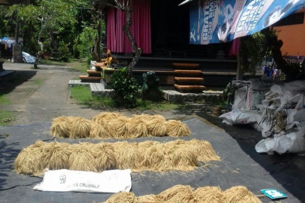 15 Ribu Lahan Sawah Petani di Tabanan Dicover AUTP