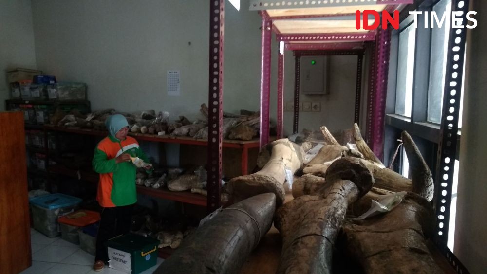 Sutopo Terima Duit Usai Temukan Fosil 2,5 Meter di Situs Patiayam
