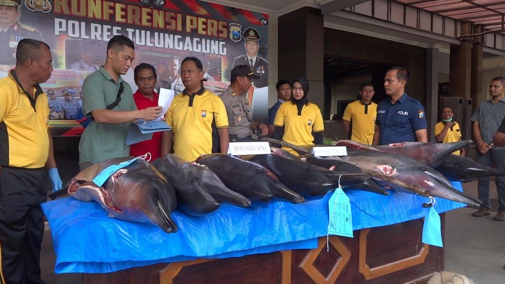 Nelayan Tulungagung Ditangkap karena Jual Beli Lumba-lumba