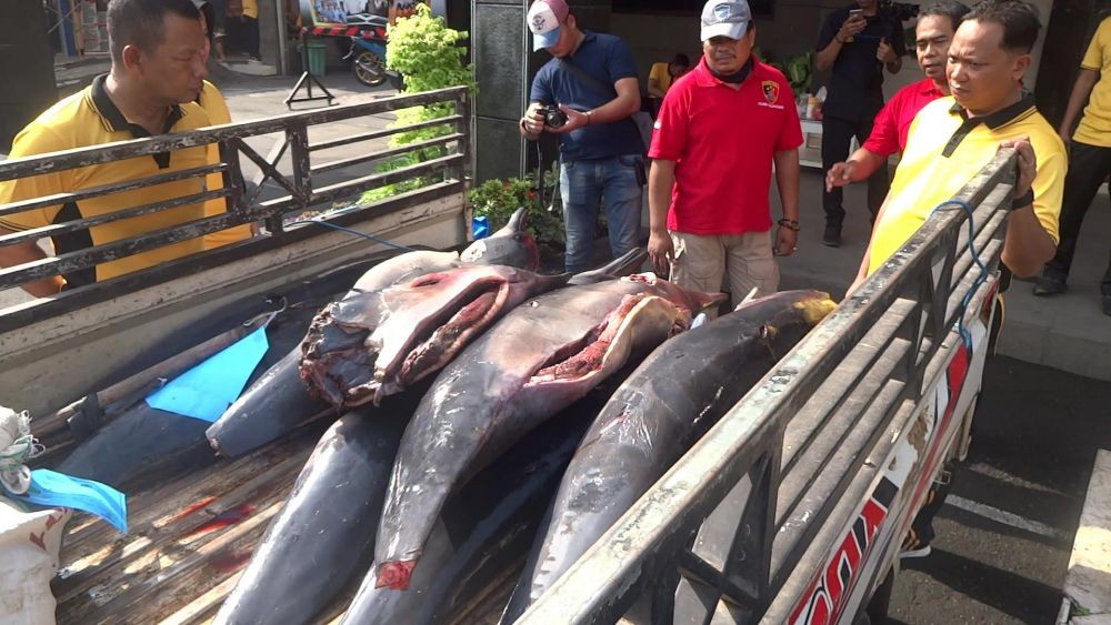 Nelayan Tulungagung Ditangkap karena Jual Beli Lumba-lumba
