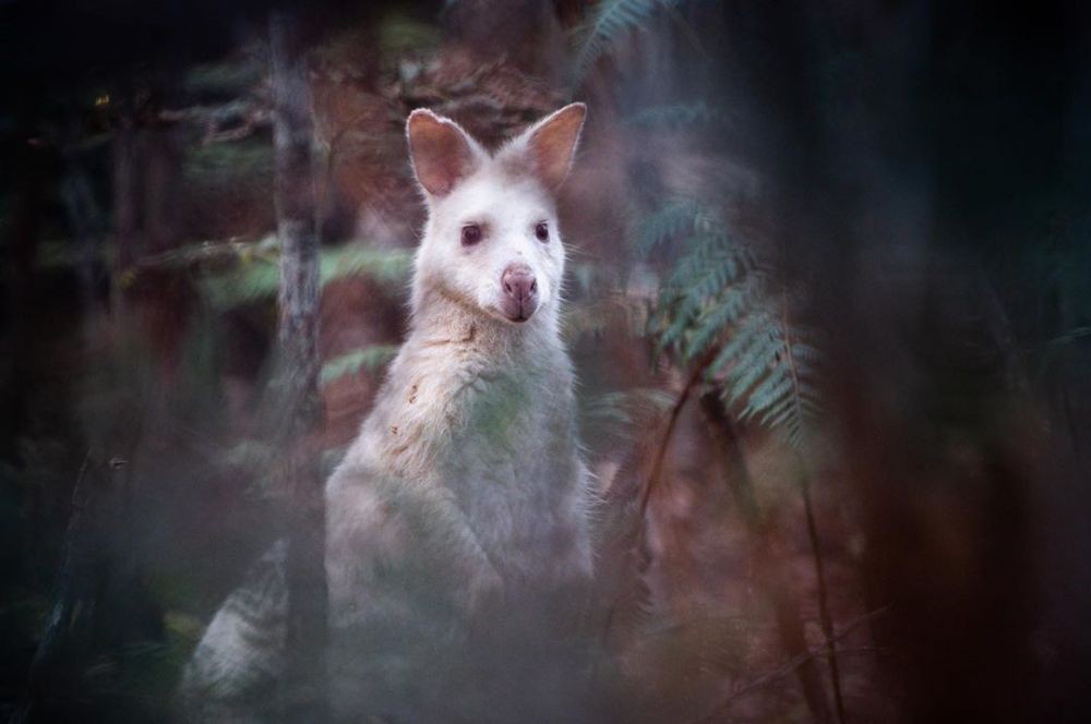 10 Potret Keindahan Tasmania Australia yang Cocok buat Liburanmu