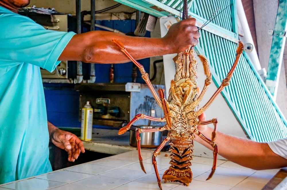 Penjualan Lobster di Pantai Selatan Gunungkidul Mulai Bergeliat 