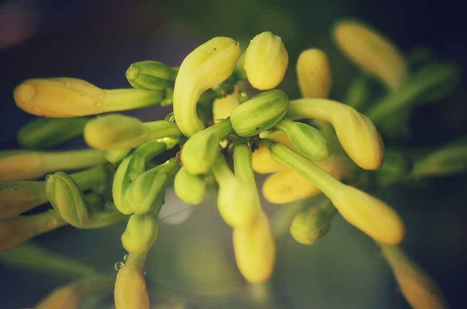 Resep Tumis Bunga Pepaya Sayuran Sehat Yang Sedap Dan Enak Banget