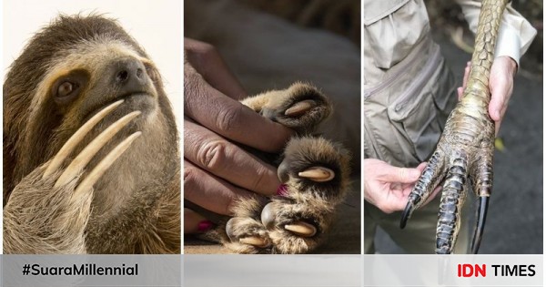 9 Hewan Dengan Cakar Super Besar Ada Yang Digunakan Bergelantungan