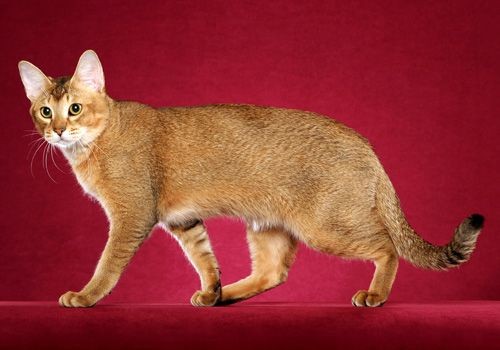 Imut dan Menggemaskan, 7 Jenis Kucing Ini Ternyata Berbahaya