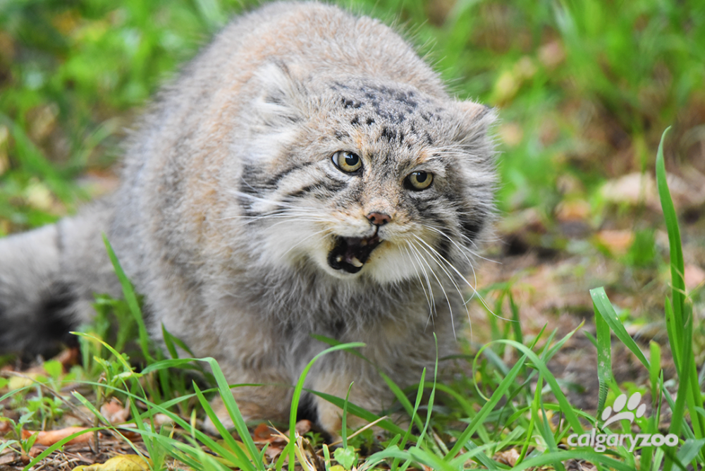 Punya Tampang Imut, 7 Spesies Kucing Ini Ternyata Berbahaya