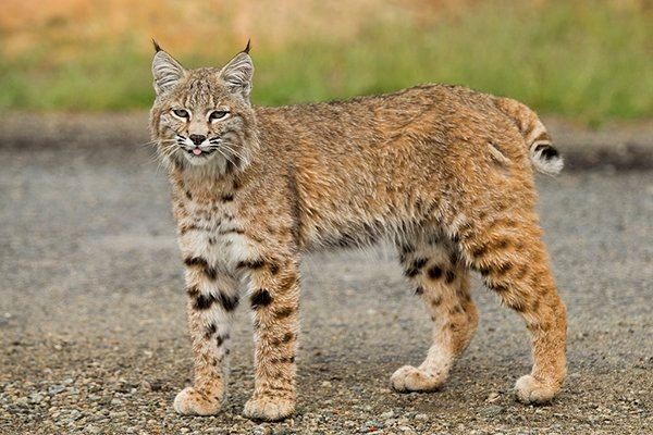 Punya Tampang Imut, 7 Spesies Kucing Ini Ternyata Berbahaya