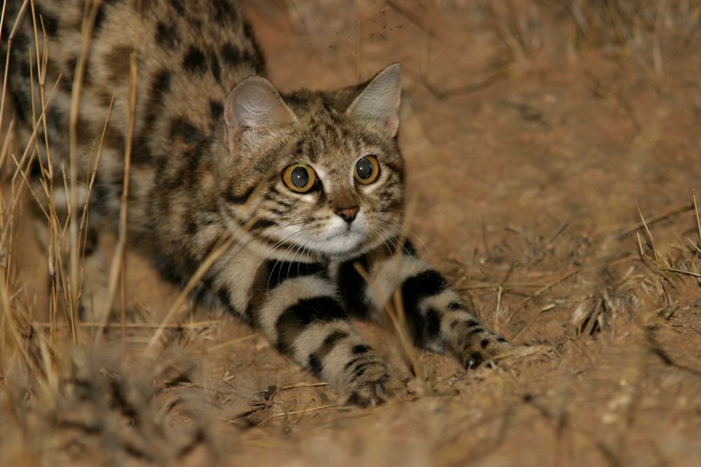 Punya Tampang Imut, 7 Spesies Kucing Ini Ternyata Berbahaya