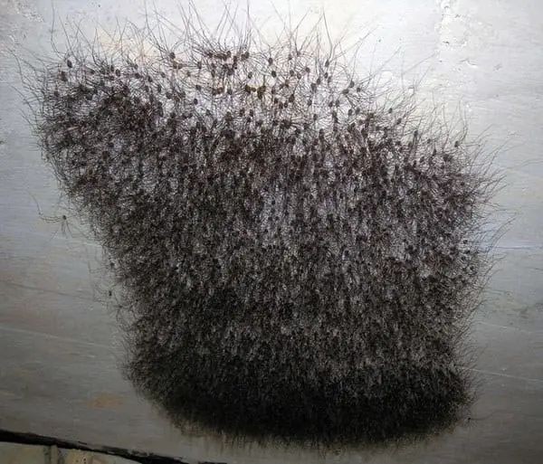 11 Foto Laba-Laba ini Bikin Bulu Kuduk Berdiri, Merinding Abis!