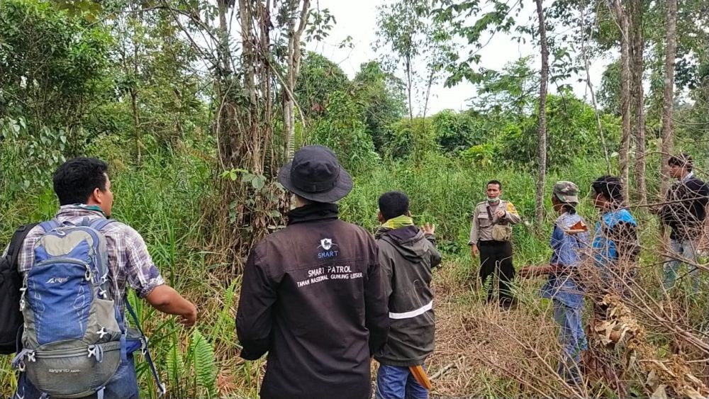 Harimau Sumatera Terekam Camera Trap di Hutan Angkola Selatan