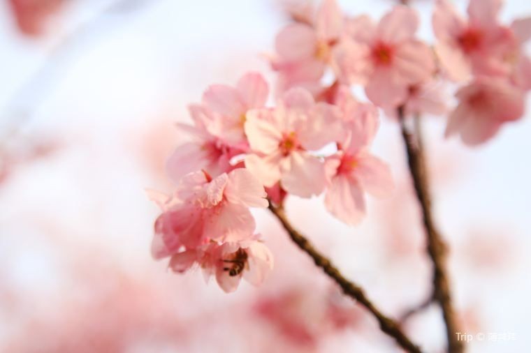 10 Potret Cantik Bunga Sakura Bermekaran Di Wuhan Indah Banget
