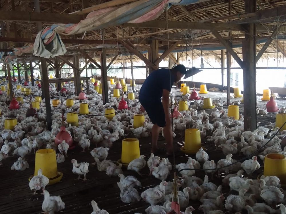 Peternak Keluhkan Harga Ayam hanya Dihargai Rp8 Ribu per Kilo 