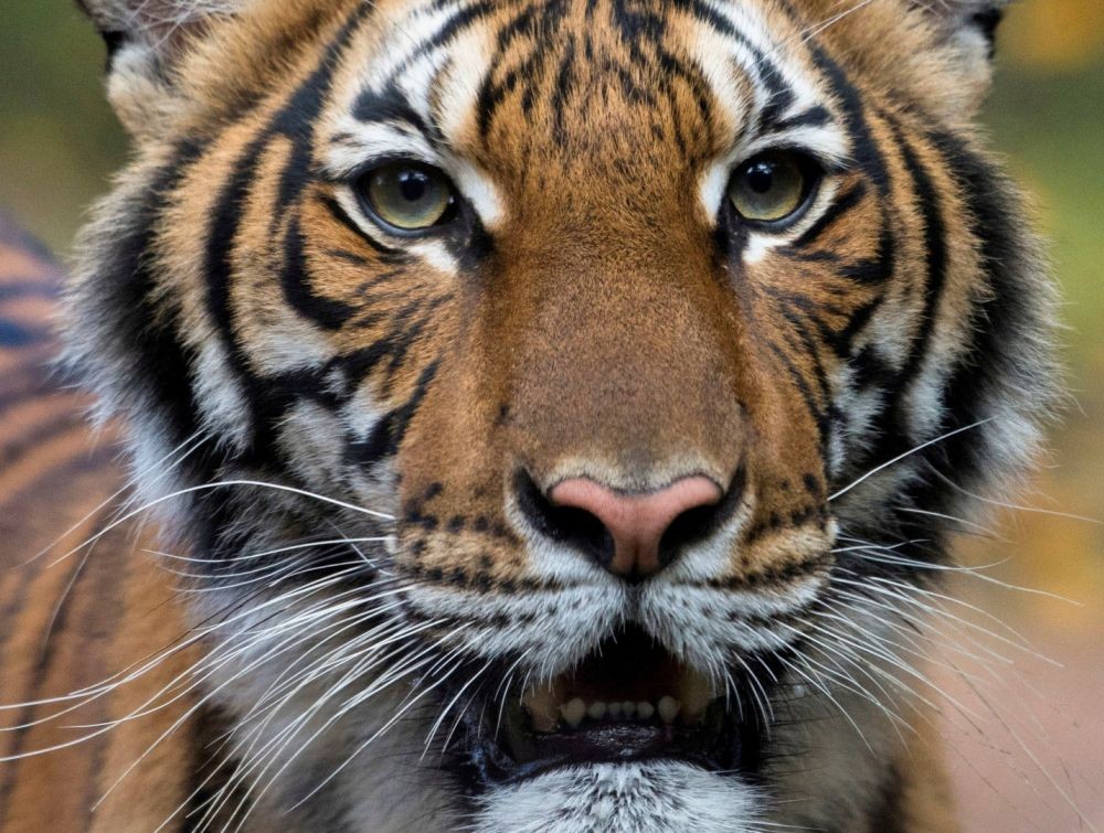 3 Harimau Sumatra Lahir di BNWS dari ‘Gadis’ yang Kakinya Diamputasi