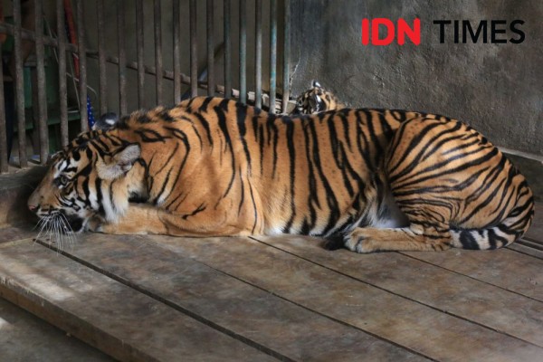 Tangkap Harimau Sinka Zoo yang Lepas, Petugas BKSDA Tak Tidur 36 Jam 