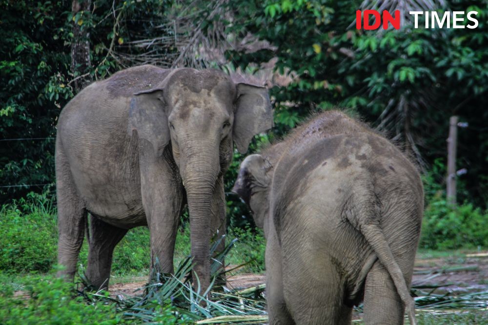 Warga Lampung Timur Meninggal Diserang Dua Gajah saat Melihat Ladang